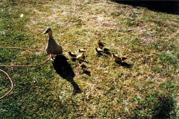 12-23-1999 mother duck at Berridale CP.jpg