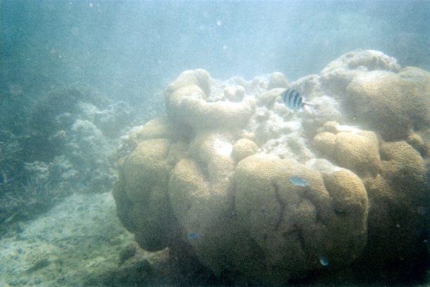 10-28-2000 brain coral