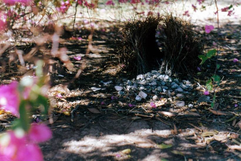 Resize of 08-11-2002 05 bower at Hells Gate RH with flowers.jpg