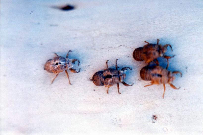 Resize of 04-27-2003 cicada husks.jpg