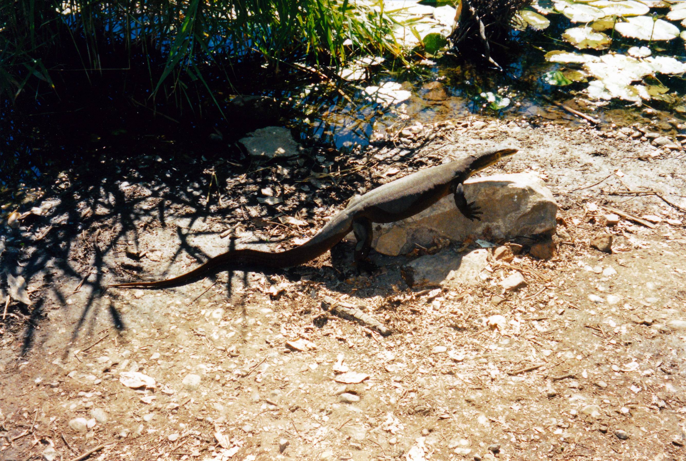 Resize of 06-06-2003 04 water monitor lawn hill nat park.jpg