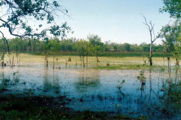 Resize of 09-20-2003 06 a pungalina wetland.jpg
