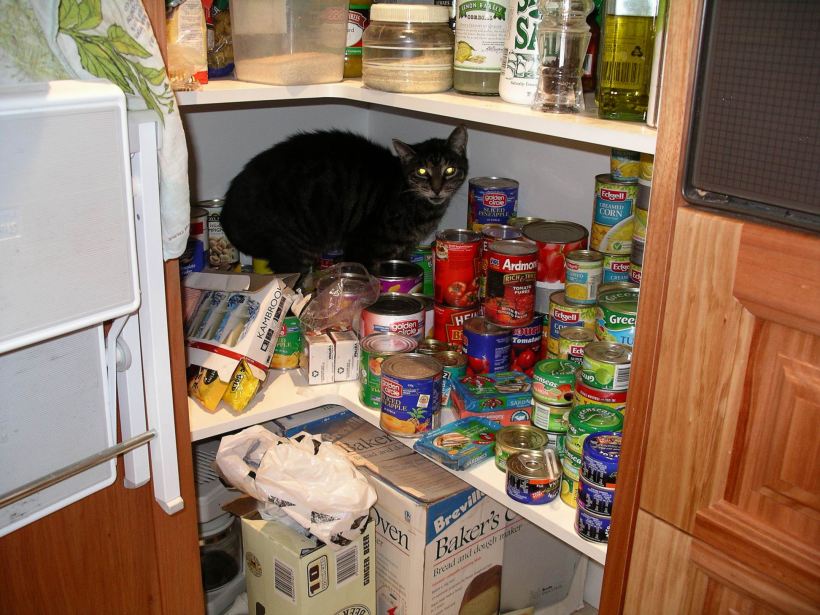 Resize of 03-23-2006 pantry cat
